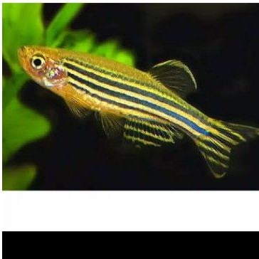 

Ikan danio zebra yellow