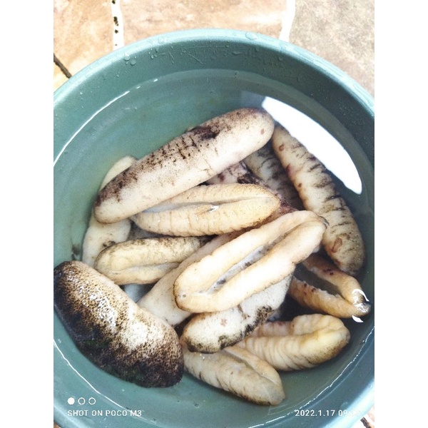 

teripang gosok/haisom basah 500 gram