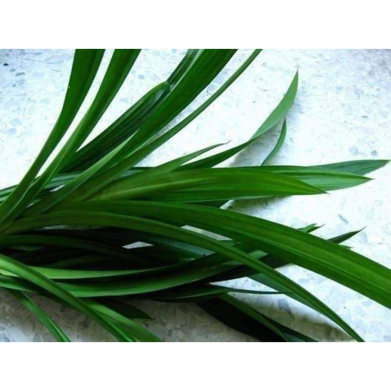 

PANDAN WANGI/PANDAN WANGI SEGAR