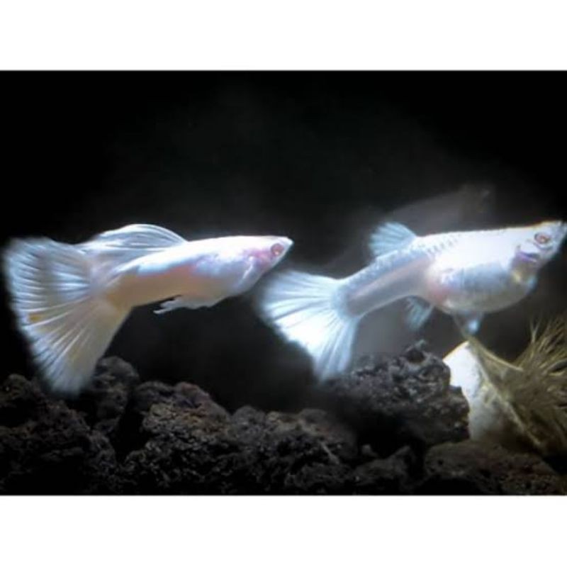 ikan guppy albino full platinum