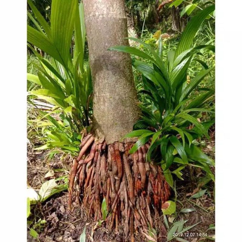 

Akar pohon pinang segar per 500 gram