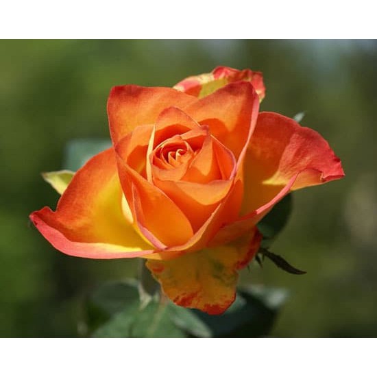 Tanaman Bunga Mawar Floribunda Colorado