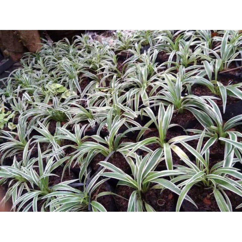 tabaman hias lili paris - tanaman lili paris - lili paris