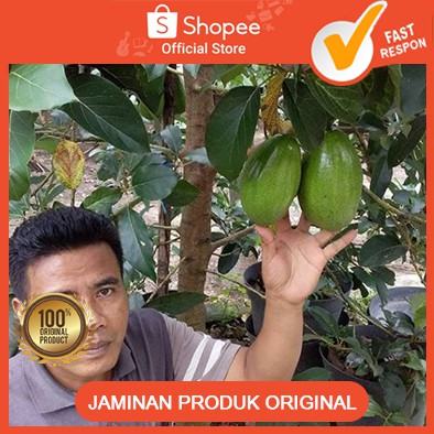 Bibit buah apukat/ bibit buah apukat markus/bibit buah apukat mentega/ bibit buah apukat