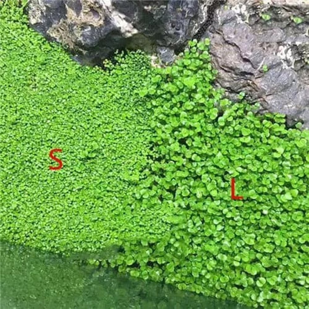 Carped Seed Big Leaf Seaweed Bibit Tanaman Aquascape Aquarium L