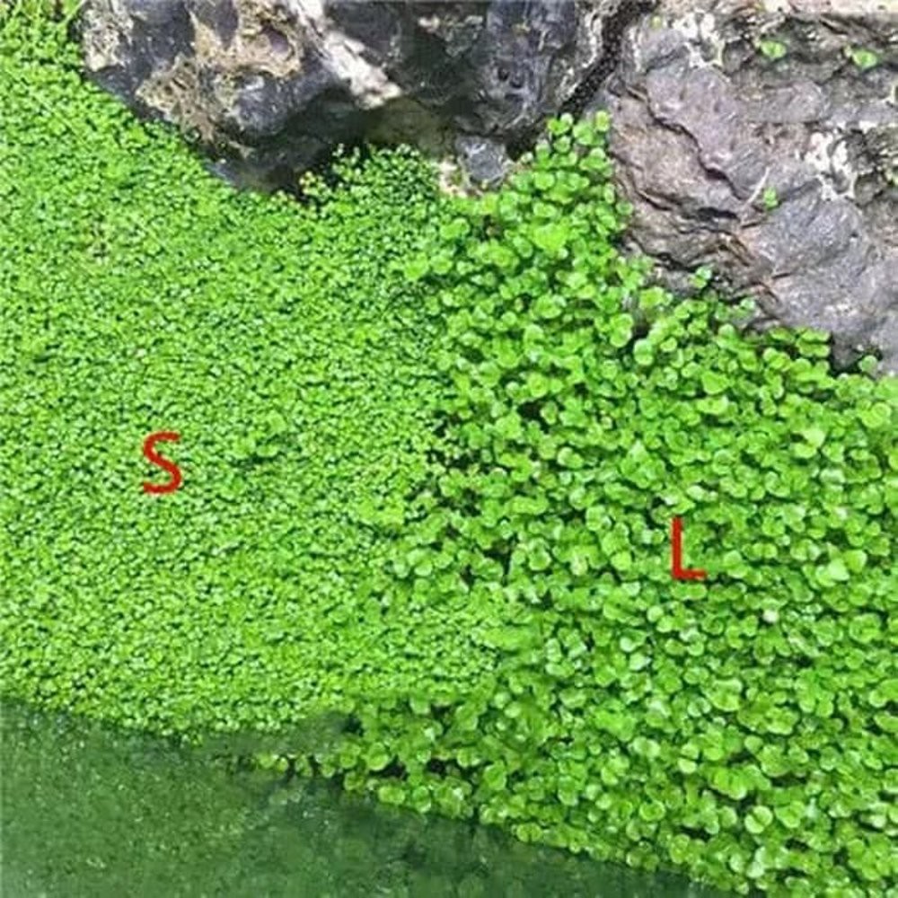 Carped Seed Big Leaf Seaweed Bibit Tanaman Aquascape Aquarium L Shopee Indonesia