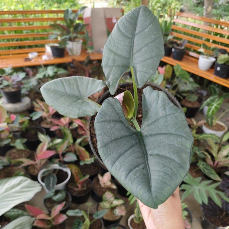 Alocasia Reginae