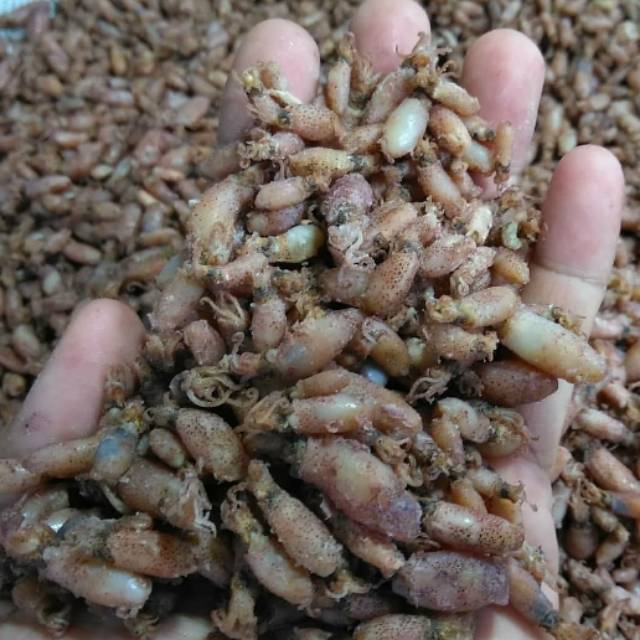 

Baby cumi 1-3 cm termurah berkualitas