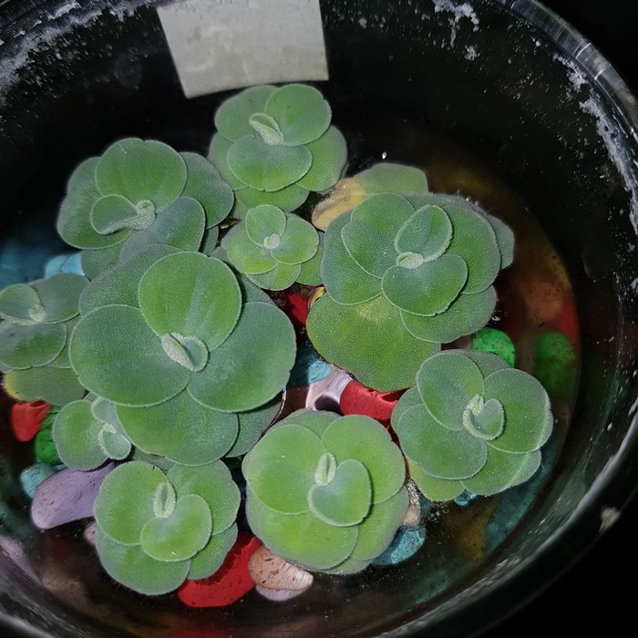 Apu apu | Tanaman air apu apu