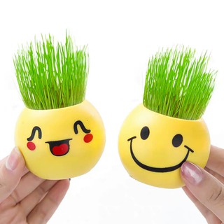  POT  BUNGA  MINI MOTIF EMOJI  TANAMAN RUMPUT MINI MINI PLANT 