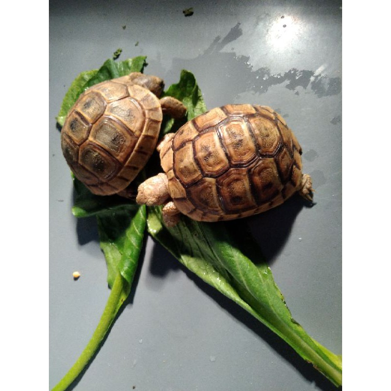Mainan diskon golden Greek tortoise kura kura darat