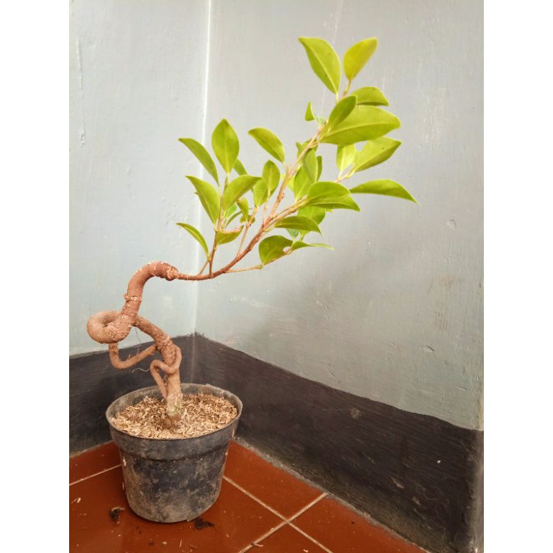 bonsai beringin kimeng (ficus microcarpa)