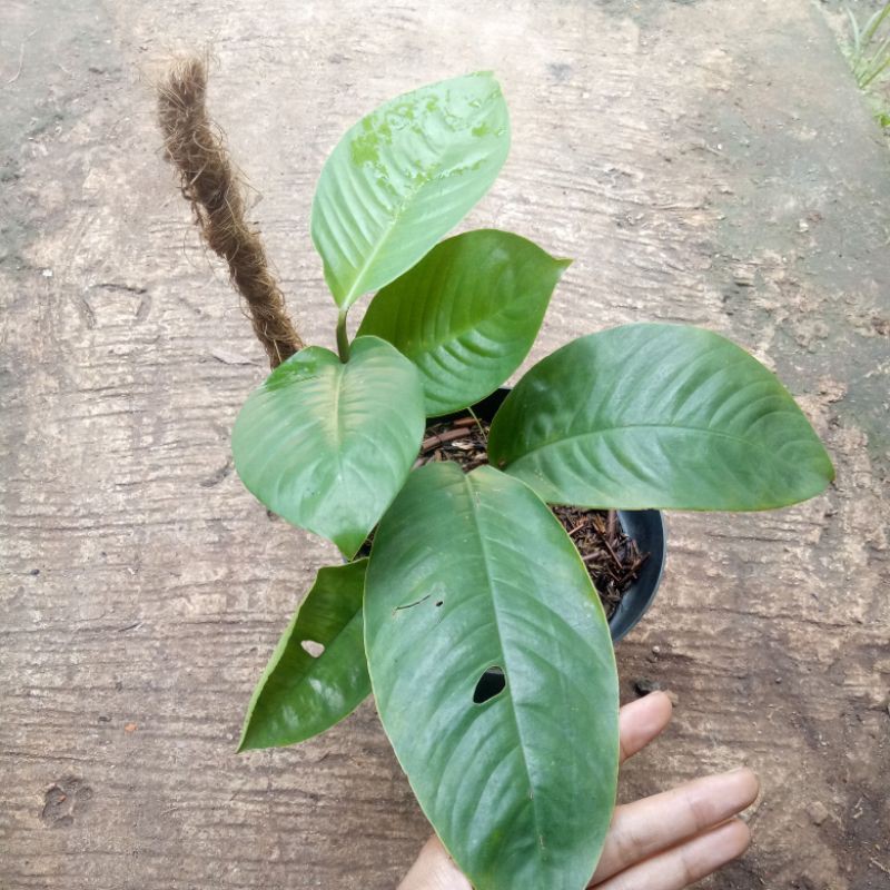 rhaphidopora foraminifera - tanaman rhapidopora - monstera - foraminifera