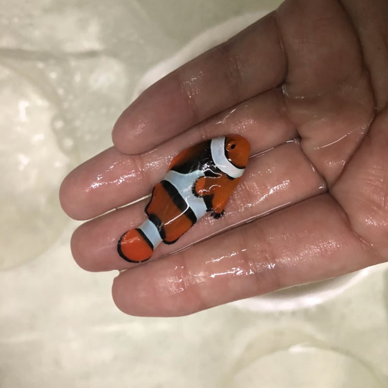 ikan hias laut nemo biak half black halfblack