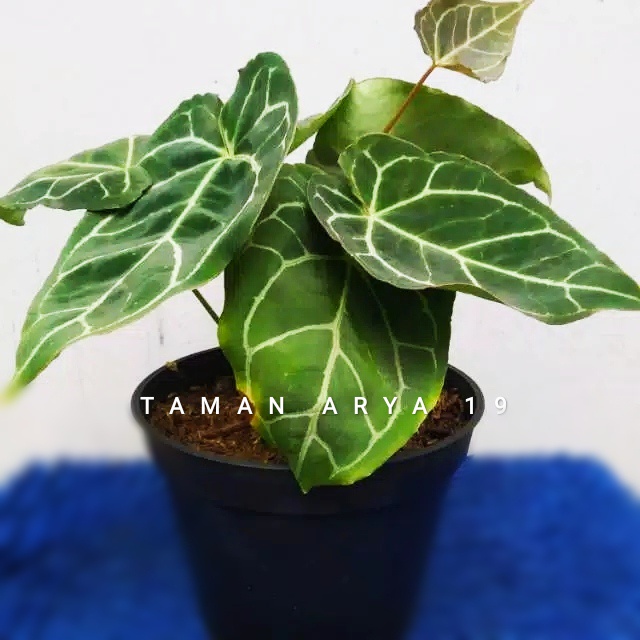 Tanaman hias kuping gajah / Tanaman hias hidup / bunga hidup murah / bunga hias hidup kembang asli b