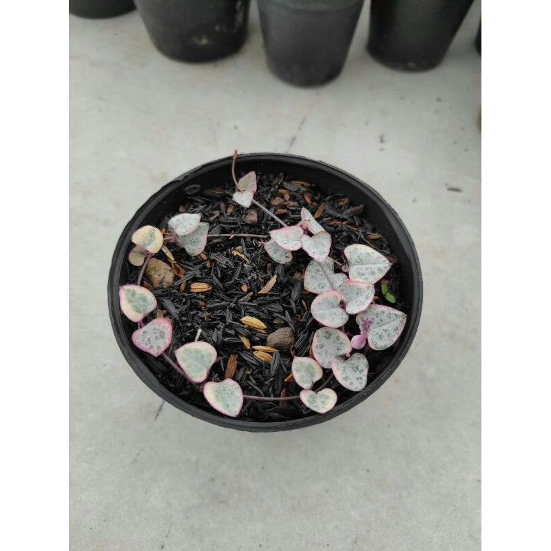 Sukulen string of heart variegata