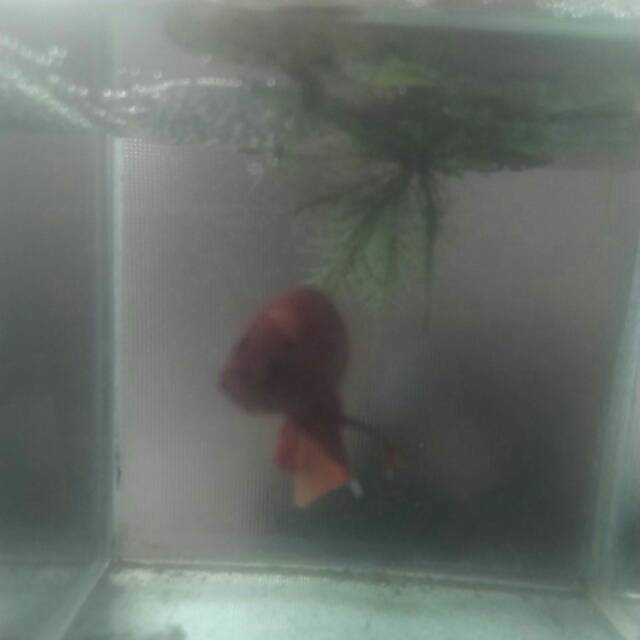 Ikan Cupang Black samurai