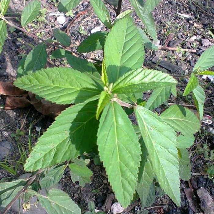 

DAUN SIDAGURI SEGAR Sida rhombifolia SADAGORI SALIGURI OTOK OTOK