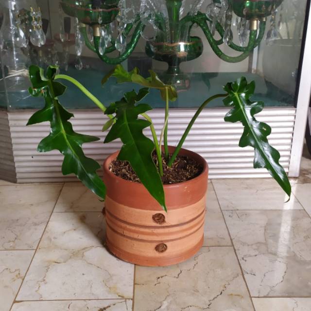 Philodendron Bobce Shopee Indonesia