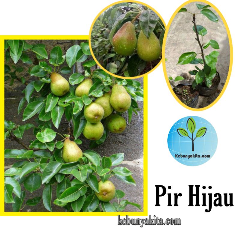 Bibit Pir Hijau/ pir Hijau Asia/buah pear Hijau/bibit buah murah/tabulampot/ bibit pear hijau