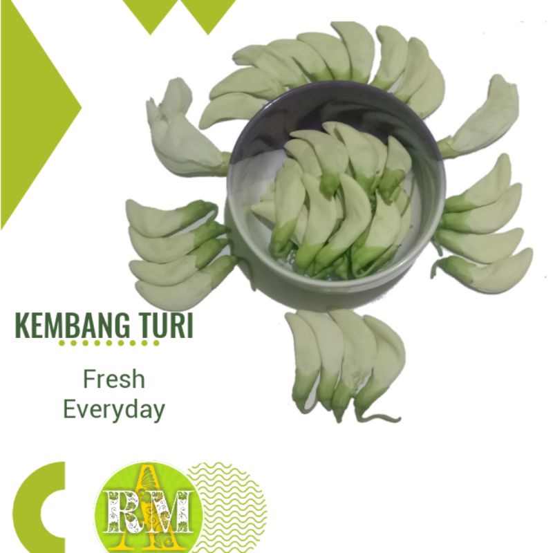 

KEMBANG TURI SEGAR