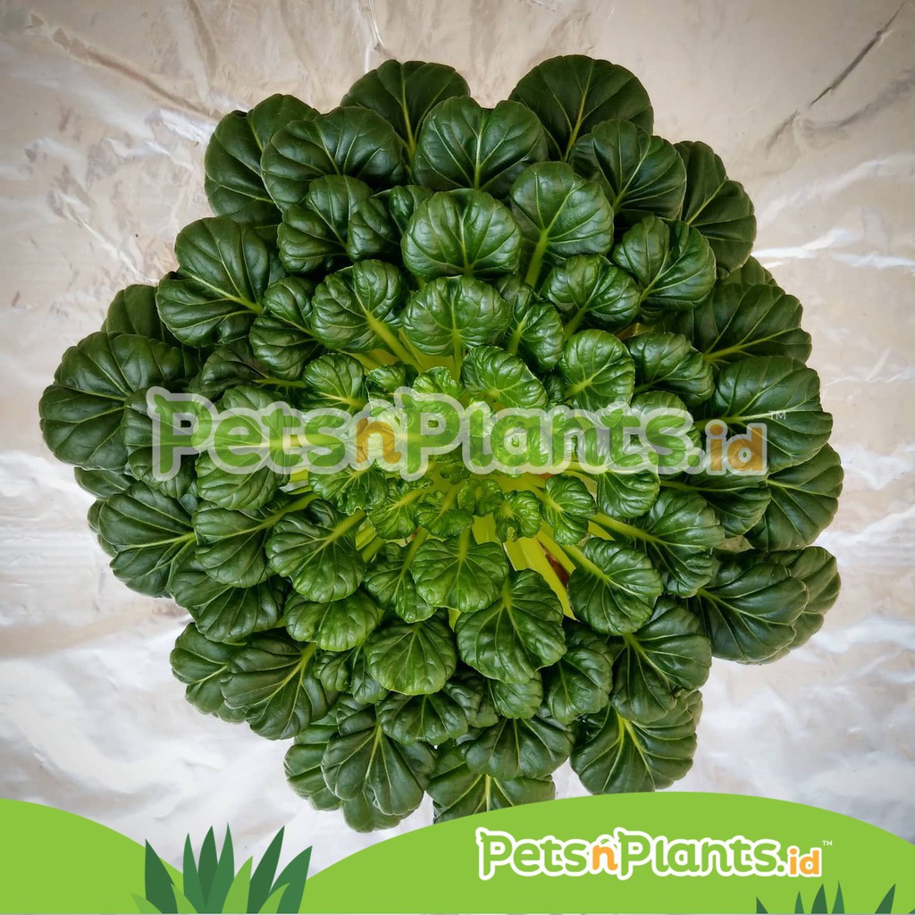 Benih Sawi Pagoda Ta Ke Cai Known You Seed Isi 5 Gram Original Pack