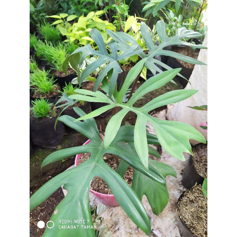 Philodendron mayoi/Tanaman hias Philodendron mayoi