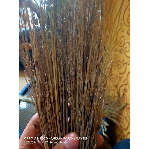 

merang ketan hitam 1 ikat hasiat ( penangkal sihir )