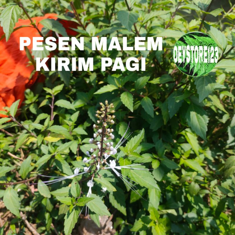 

Daun Kumis Kucing Segar Per 500 Grm