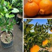 Star Bibit Jeruk Dekopon Okulasi Poho Jeruk Buah Jeruk Dekopon