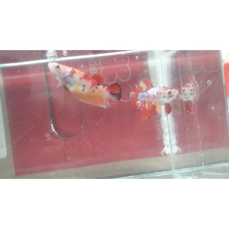 

Rekber Cupang 1 Pair