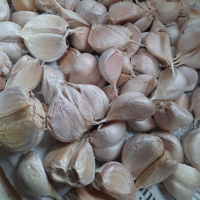 

Bawang Cutting Putih / Kating