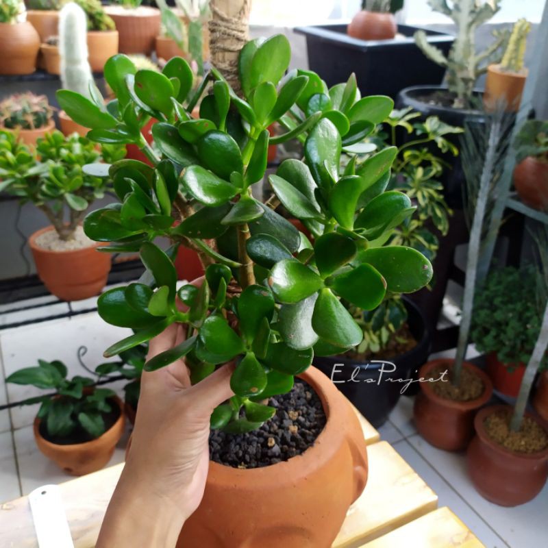 tanaman hias succulent jade plant besar bonsai jade bring luck houseplants