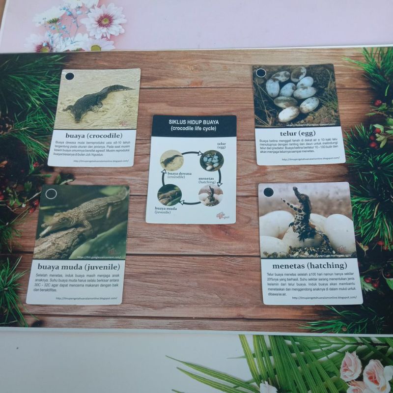 Kartu Edukasi Siklus Hidup Hewan Buaya