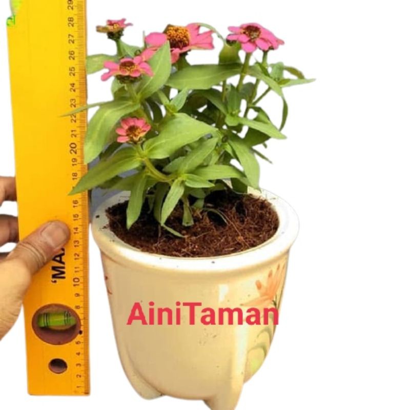 tanaman hias bunga kertas zinnia - kembang kertas zinnia - bunga zinia