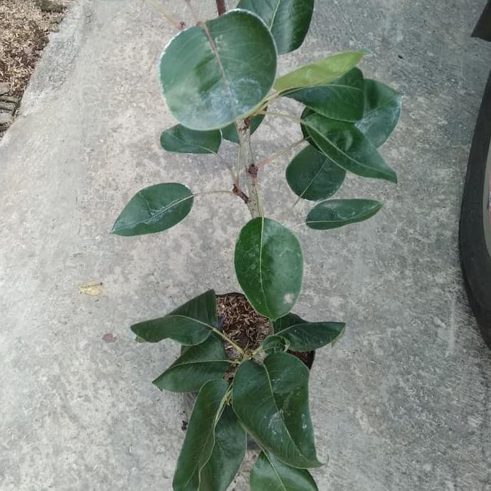 Bibit Tanaman Buah Pear Coklat Cangkok