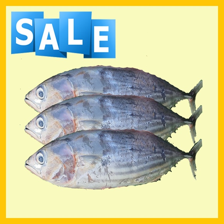 

Ikan Baby Tuna