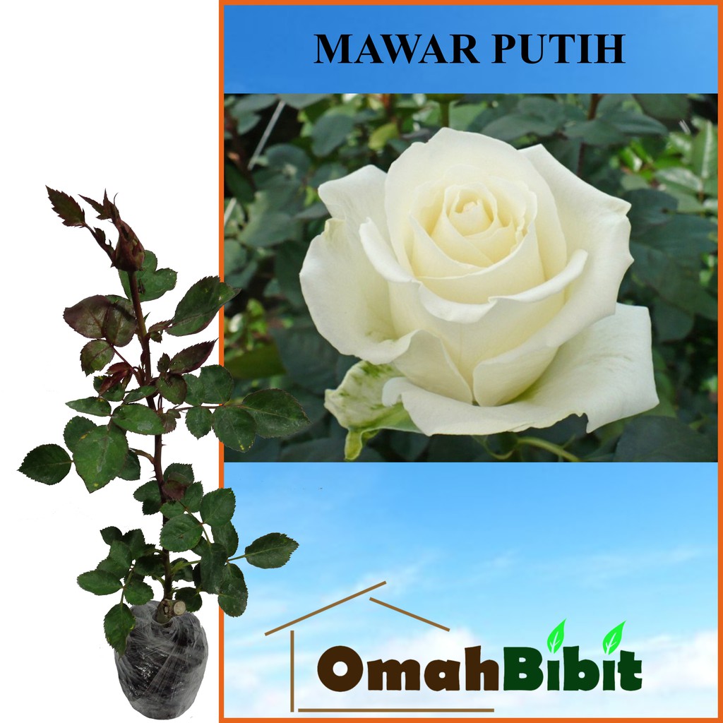 Tanaman Mawar Putih