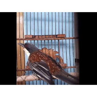 Featured image of post Burung Bubut Jambul Harga Harga jual burung bubut pacar jambul meskipun tidak mahal banyak orang yang mencari untuk mendapatkan khasiatnya