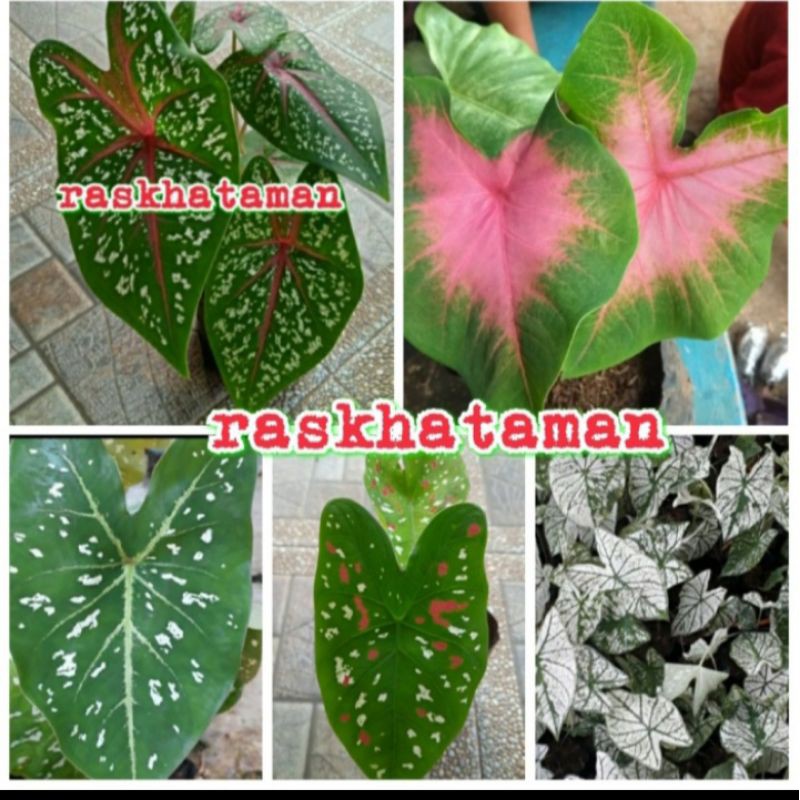 Tanaman hias paket keladi (5 jenis keladi)