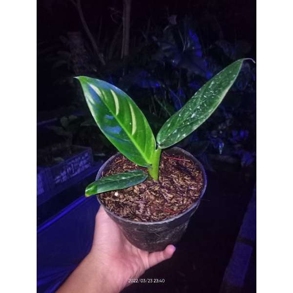 Philodendron Subhastatum