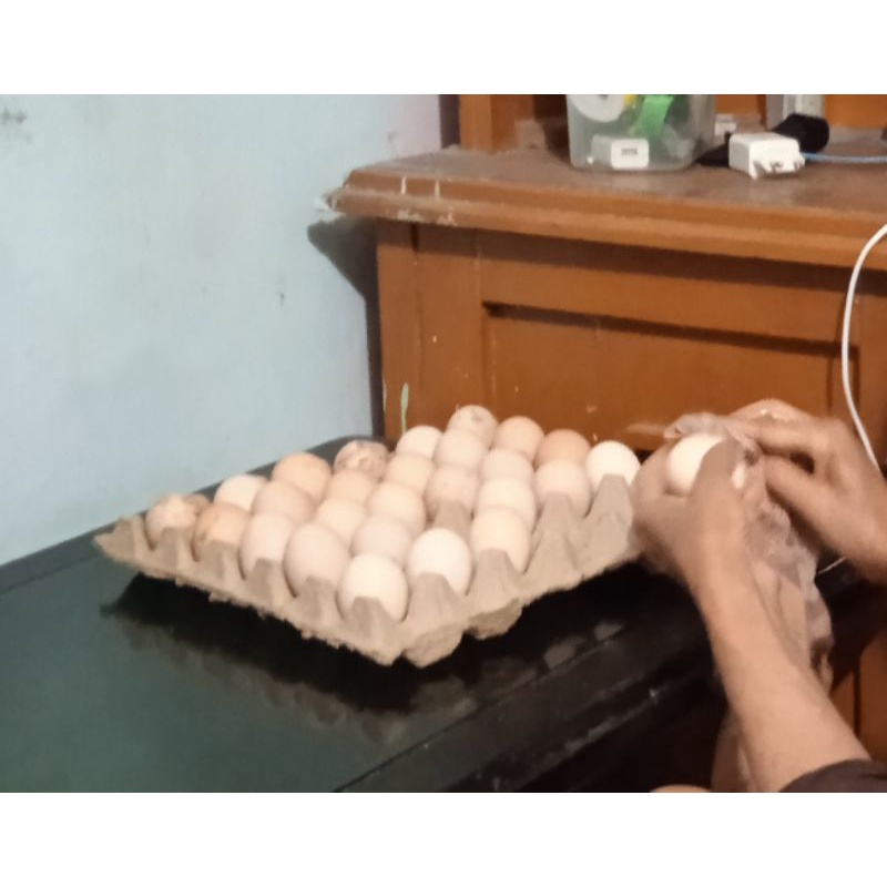 telur ayam brahma rendem