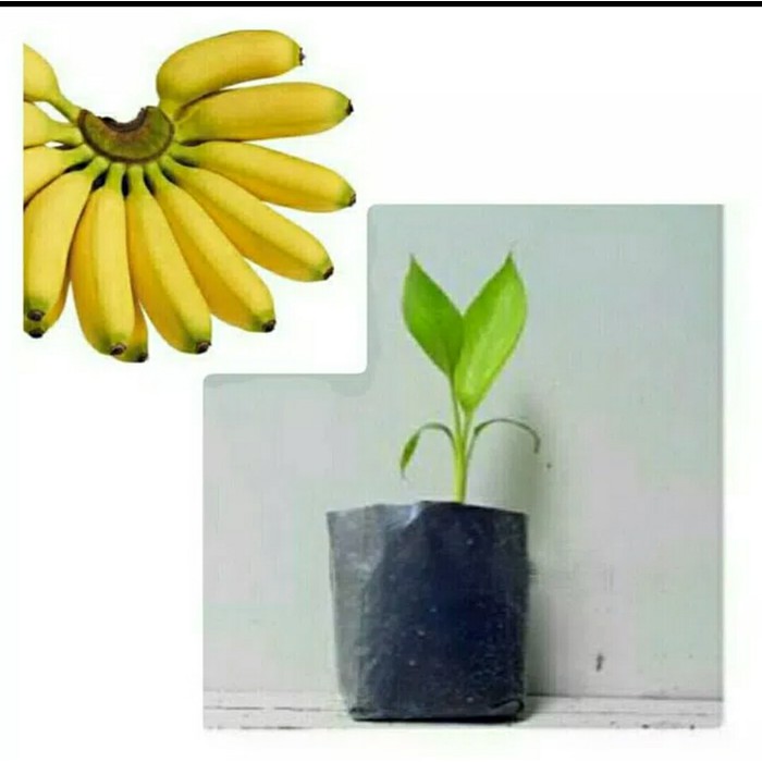 Tanaman pisang mas kirana