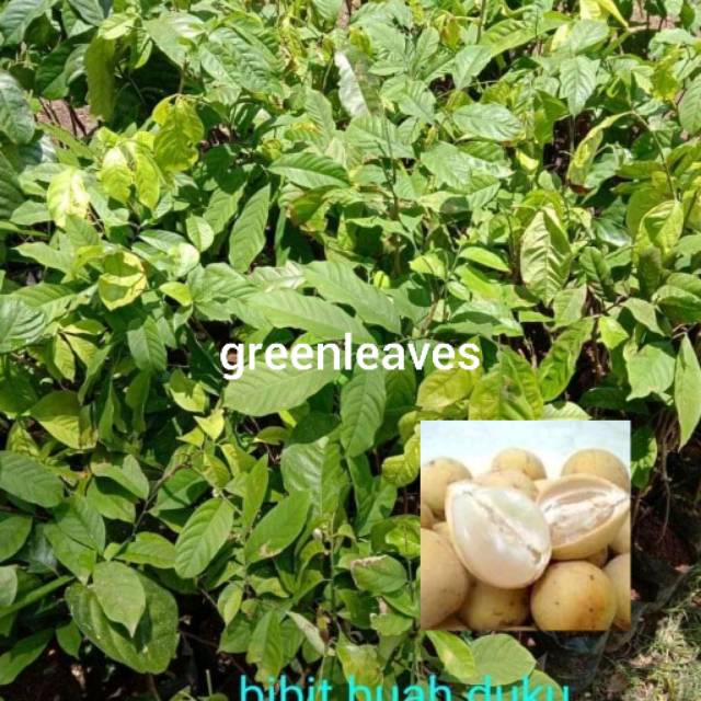 bibit duku palembang asli