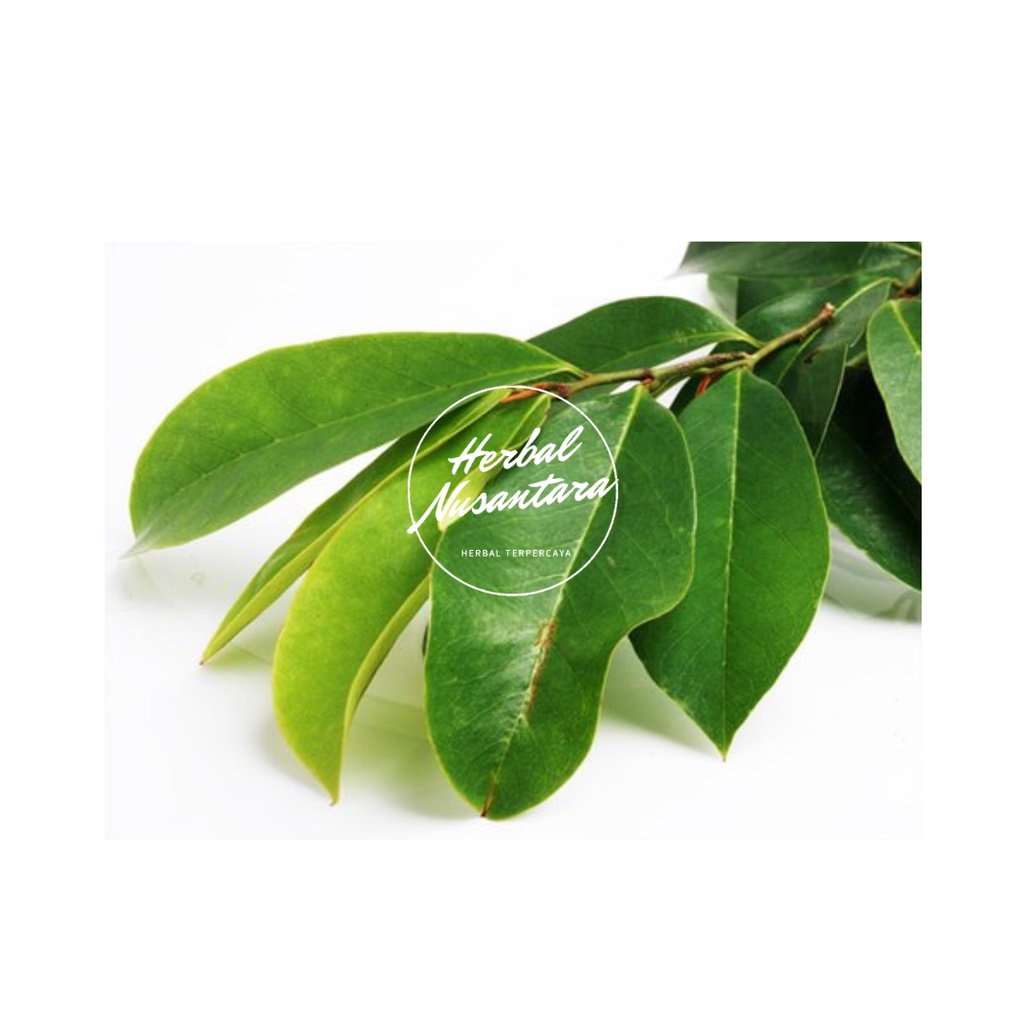 

Daun Sirsak Segar Organik Herbal 100 Lembar