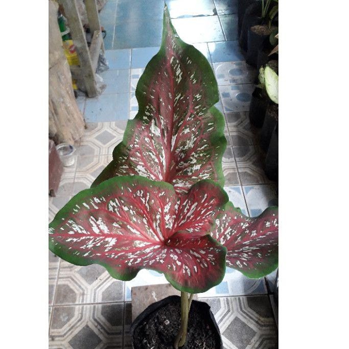 KELADI LANCE WORTHON / KELADI THAILAND /KELADI MERAH TENTARA / KELADI LANCE WHORTON / TANAMAN KELADI