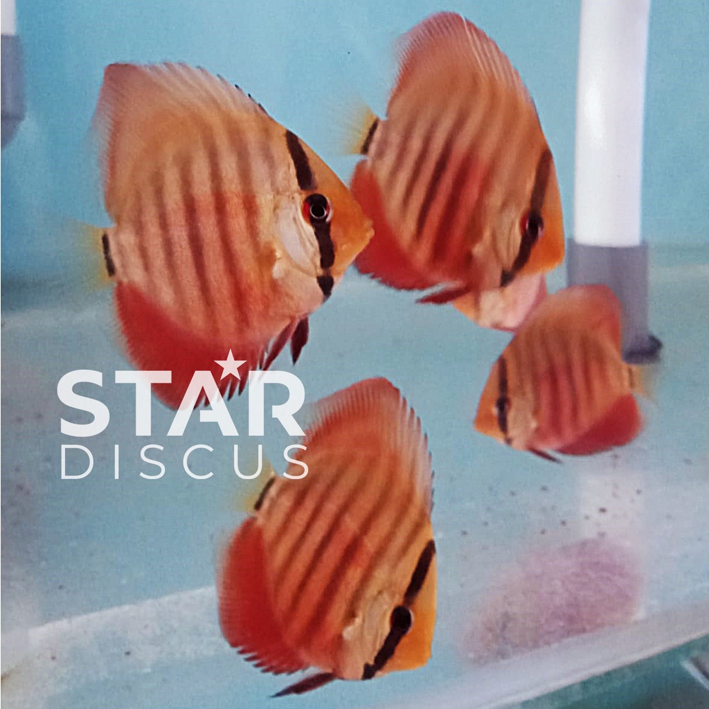 Discus San Merah ukuran 2 inch - 3 inch (grade average)