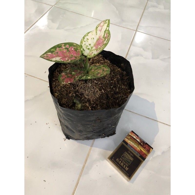 Tri color baby aglonema murah tanaman hias aglonema ( Bisa COD )
