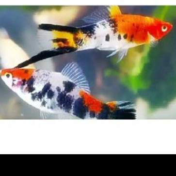Ikan platy sanke