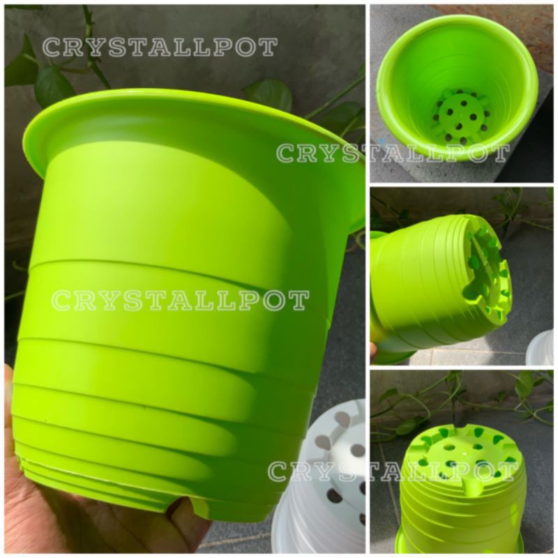 Pot bunga tanaman warna warni cactus 18cm  - nkt cactus